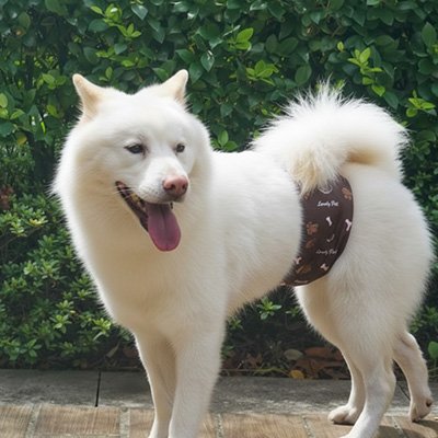 Culotte pour chien