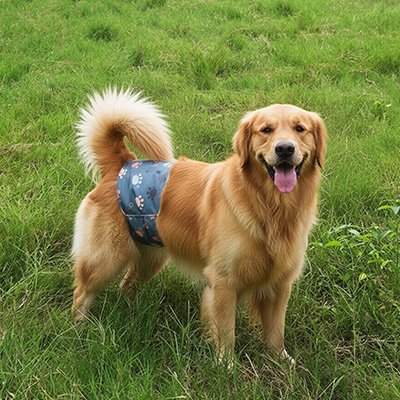Culotte pour chien