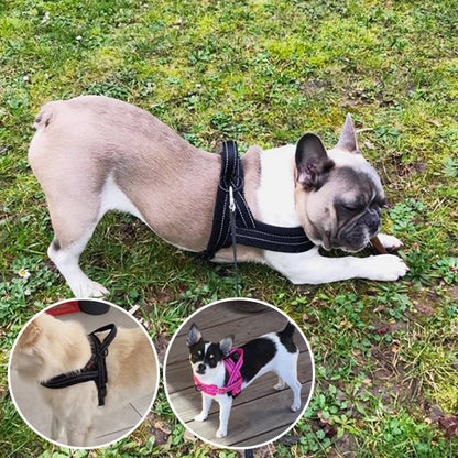 Harnais pour chien