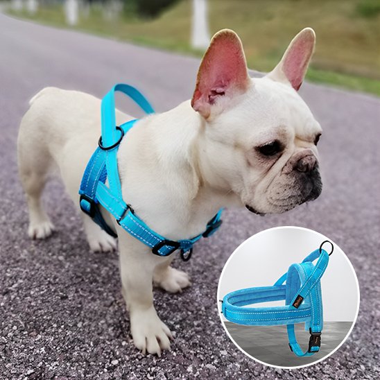 Harnais pour chien