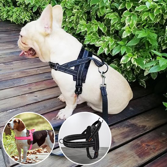 Harnais pour chien