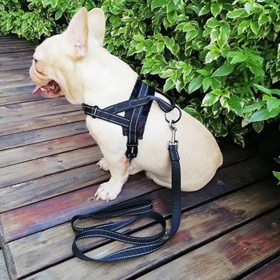 Harnais pour chien