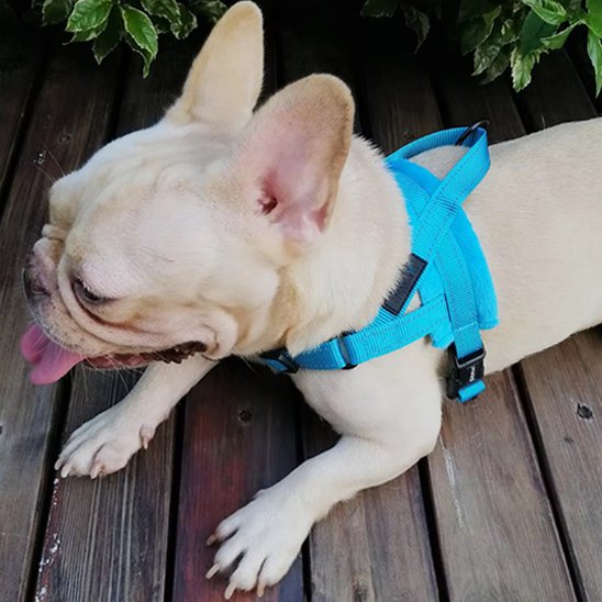 Harnais pour chien