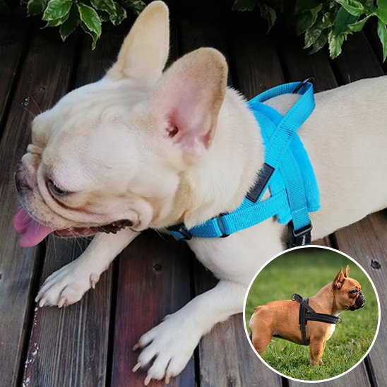 Harnais pour chien