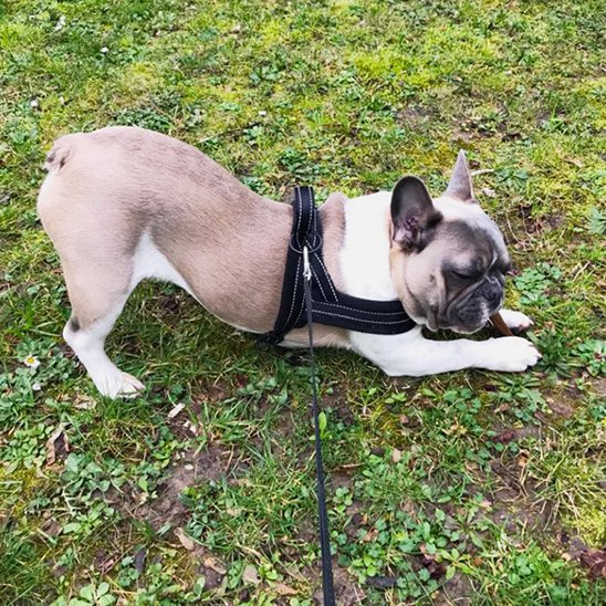 Harnais pour chien
