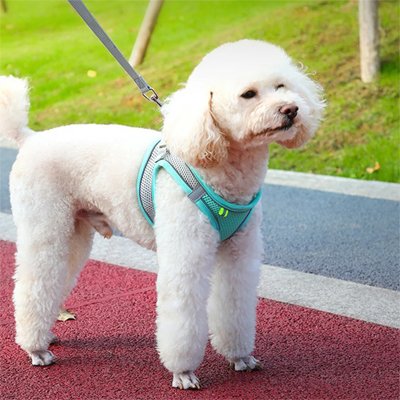 Harnais pour petit Chien