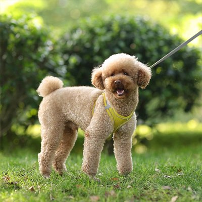 Harnais pour petit Chien