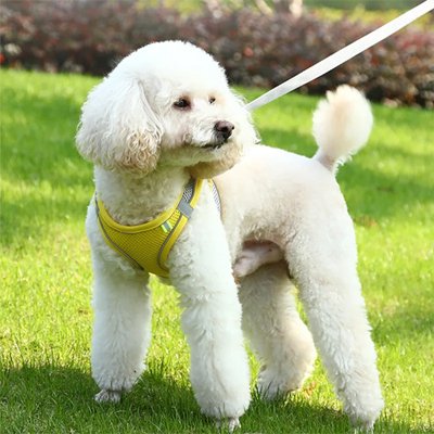 Harnais pour petit Chien
