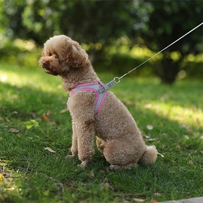 Harnais pour petit Chien