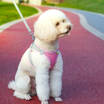 Harnais pour petit Chien