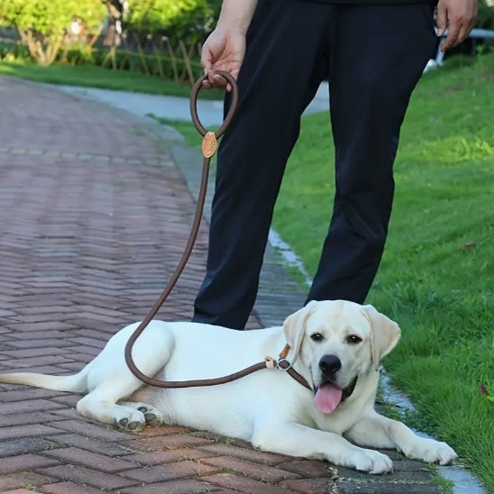 Laisse chien
