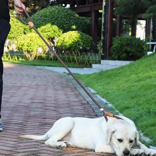 Laisse chien